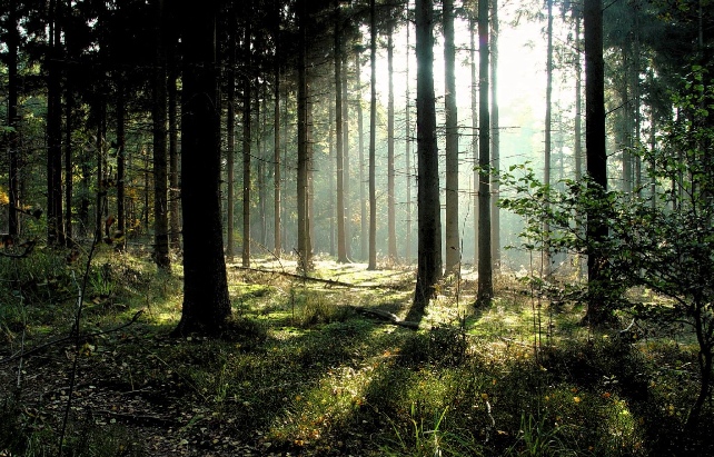 Forests