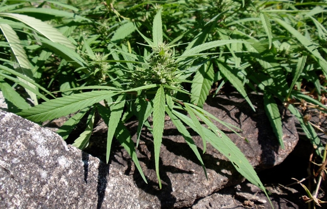 mary jane