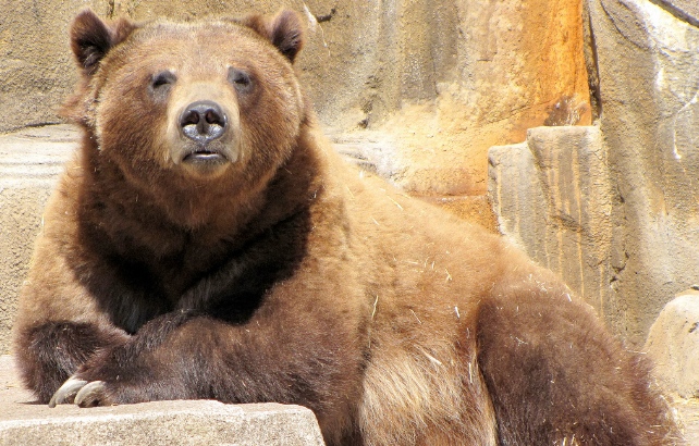 Grizzlies