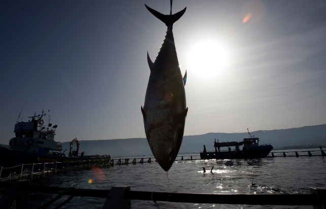 bluefin tuna