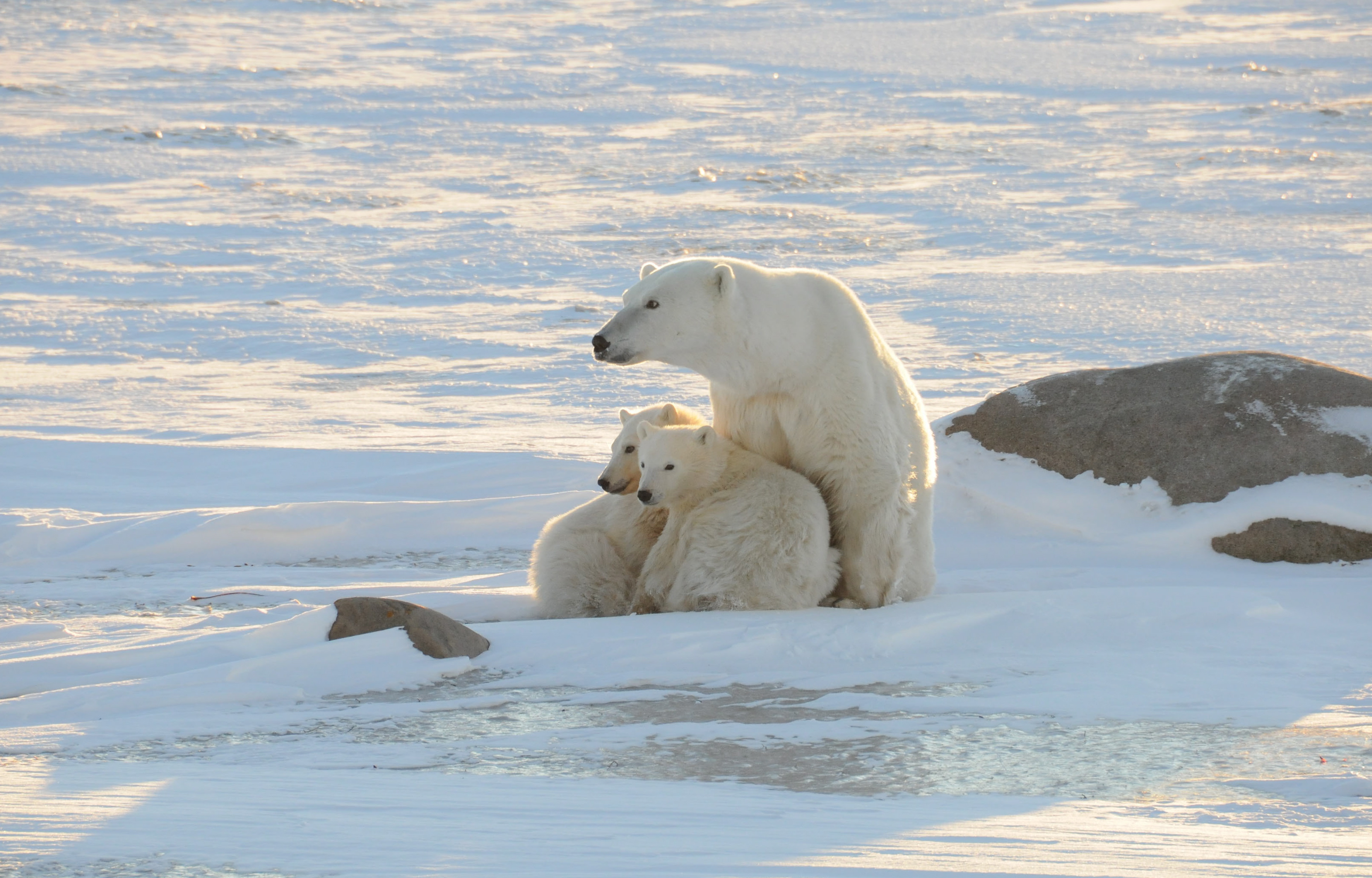 Polar Bears