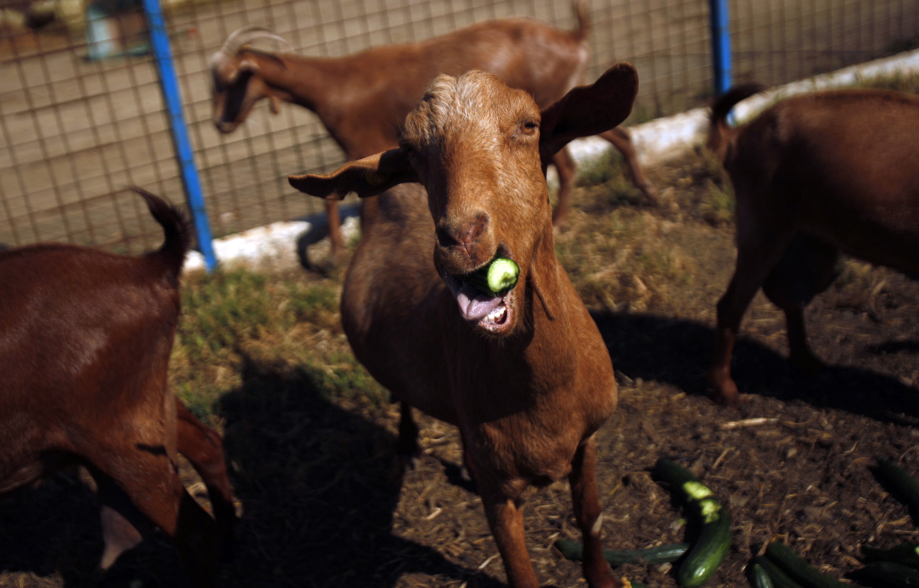 Guns, Goats, and Wars