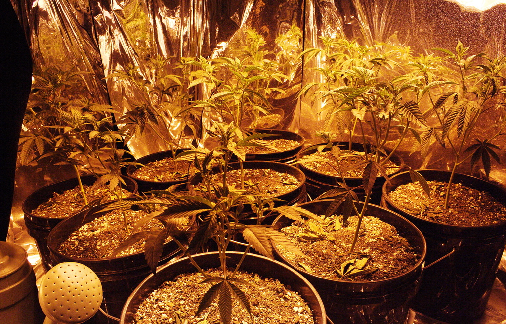 Grow Ops