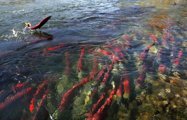 Sockeye Salmon swim upriver to spawn.
