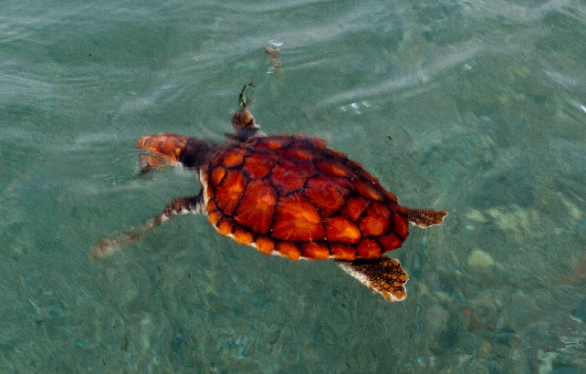 Species
