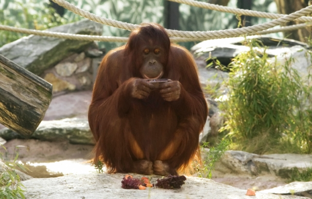 Monkey Gadgets