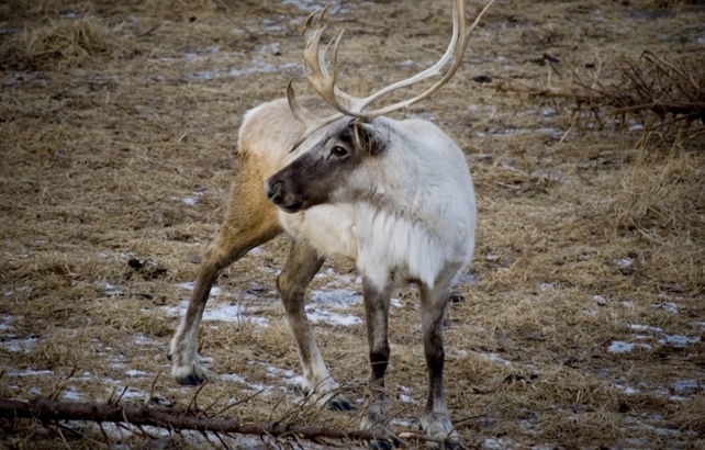 woodland caribou
