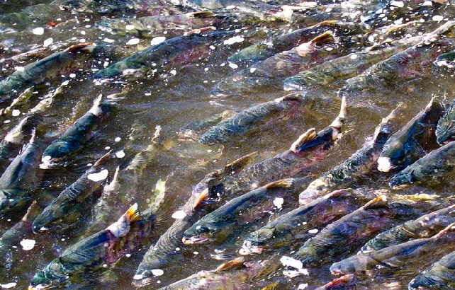 mmm Salmon
