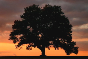 Nature: The Real Bottom Line