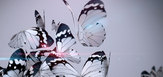 17_sony