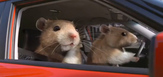 Dng_hamsters