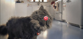Bbdo_skittles