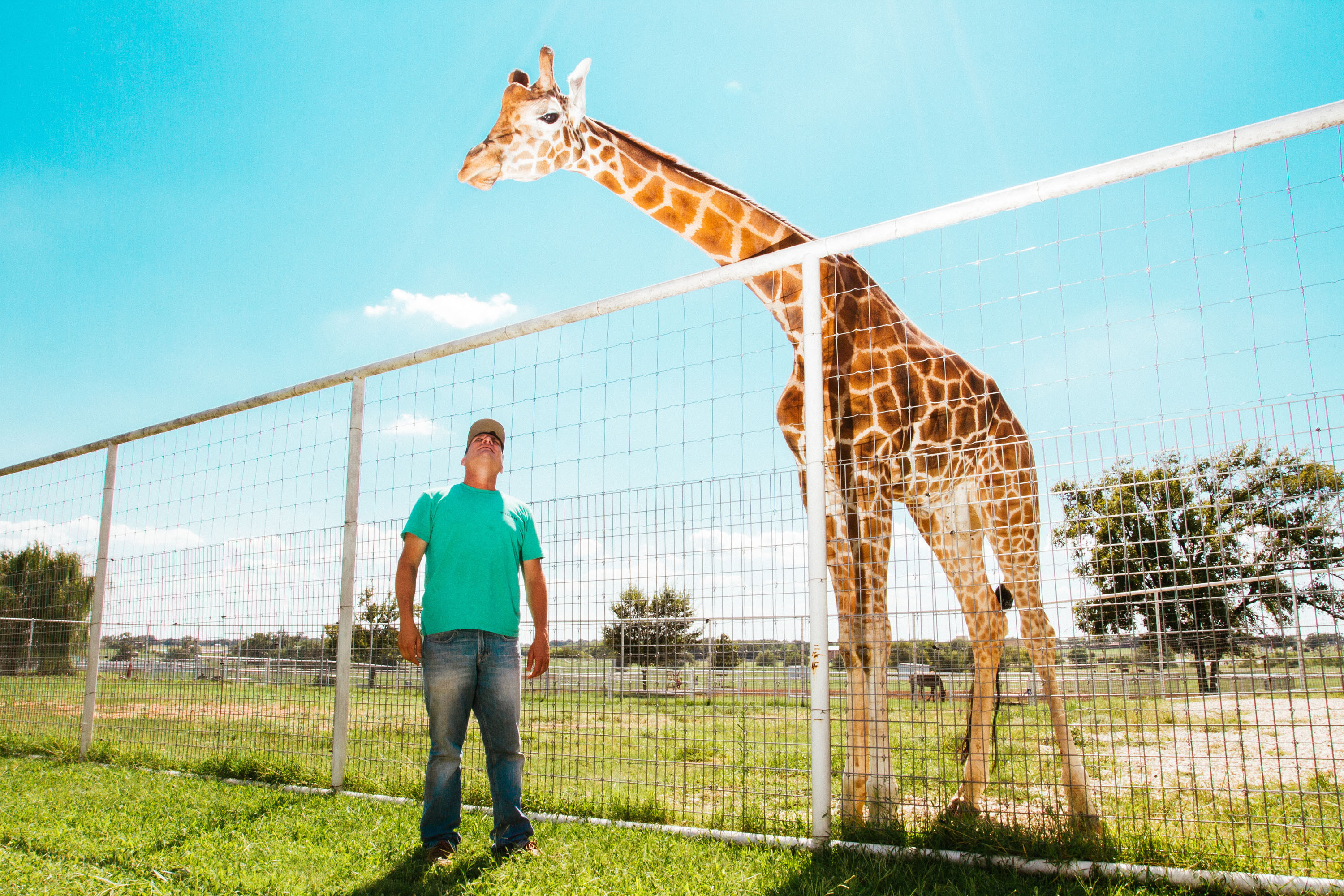 man standing underneath a  Giraffe