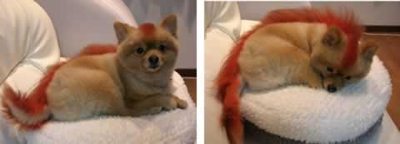 The Real Firefox