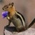 Squirrel-flower-avt_thumb