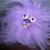 Pygmy_puff_thumb