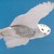 Snowowl_thumb