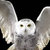 Hedwig_thumb