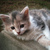 Cat_thumb