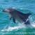 Dolphin_thumb