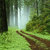 Forest_thumb
