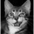 Thor__s___wtf____face_by_asphoflower_thumb