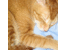 Pumpkinsmall_thumb