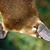 Platypus_16-09-17_thumb