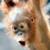 Orangutang2_thumb