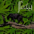 Fleety_thumb