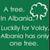 Tree_in_albania_thumb