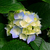 Hydrangeas_thumb