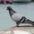 Pigeon_feral_thumb