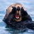 Sea-otter_thumb
