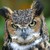 Greathornedowl_thumb