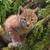 Lynx_kitten_-_smaller_thumb