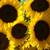 Sunflowers_thumb
