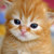 Kitten_thumb