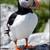 Puffin_thumb