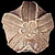 Blastoid_thumb