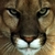 216cougar2_thumb