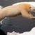 Polar