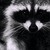 Mapache_avatar_thumb
