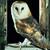 Harry_potter_owl_main_thumb