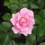Pink_rose_thumb