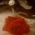 Phantom_s_rose_with_ring_thumb