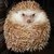 Hedgehog_thumb