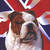British-bulldog_thumb