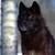 Black_wolf_thumb