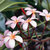 Frangipani_flowers_thumb